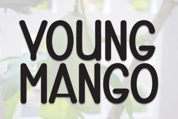 Young Mango Display Font for Bold Editorial Design